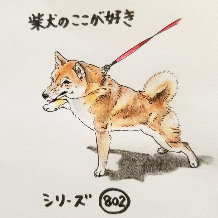 There is a Shiba Inu, and when you go for a walk, you feel forward |