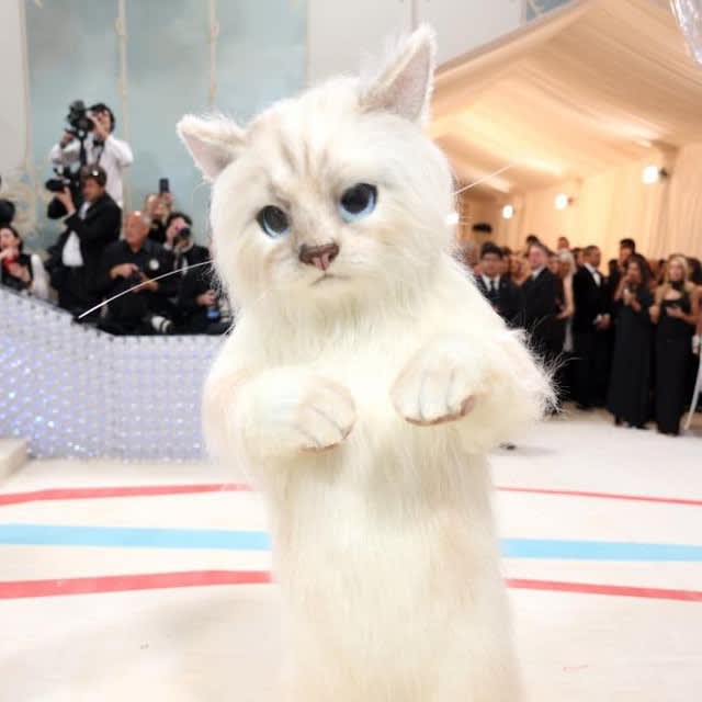 Popular US actor appears in costume of a cat who inherits a huge inheritance.