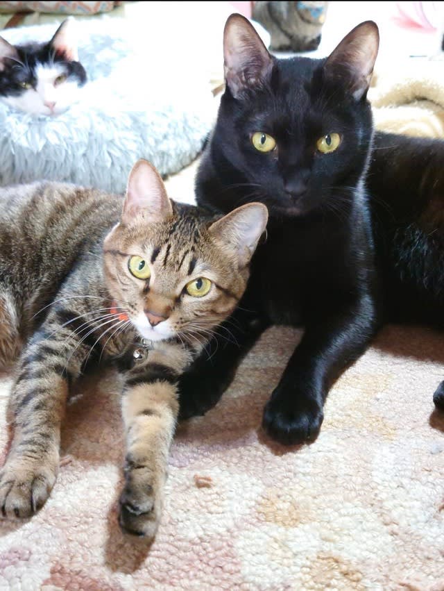 お尻を叩かれるのが大好きな「永遠の子猫」　強く叩かないと怒るんだって