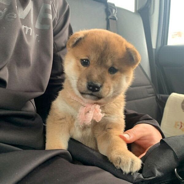 Shiba puppy was nervous in the car on the day of picking up 3 years later, taking care of a new former rescue dog "Reliable ...