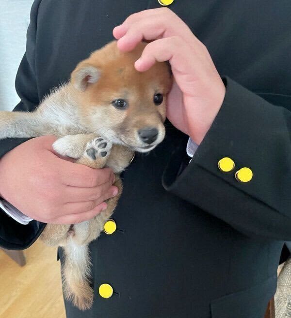 A 2-month-old puppy being held by his son in uniform.