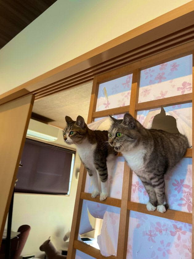 Two cats break through high-class shoji paper.People who "can't stop laughing" appear one after another