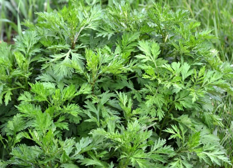 "Mugwort" contains many kinds of nutrition.Easy to knead and boil, addicted to mugwort Japanese sweets! #Om...