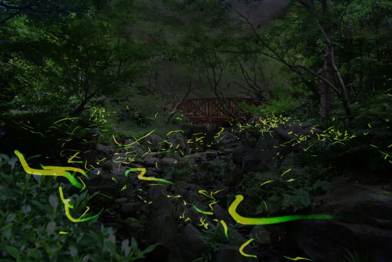 大阪『ホタルの放流』5月26日から開催！都会に広がる‟中自然の森”で神秘的な灯り「梅田スカイビル」