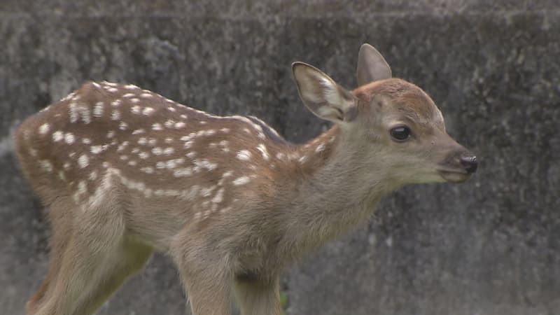A little surprised by many cameras!A baby deer born this year in Nara Park has been released to the public...