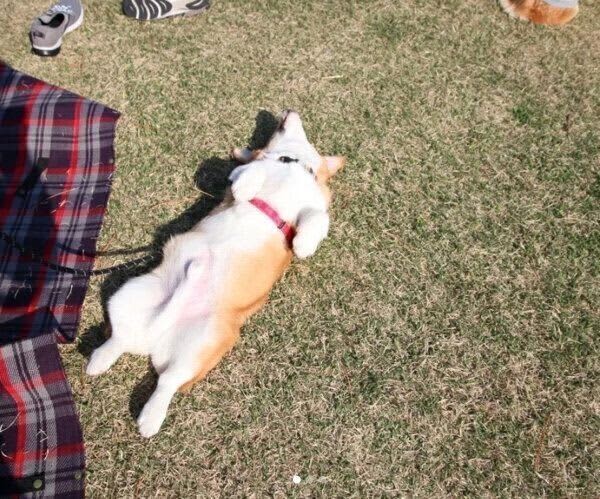 Puppy suddenly starts sleeping on the lawn with ``navel heaven''