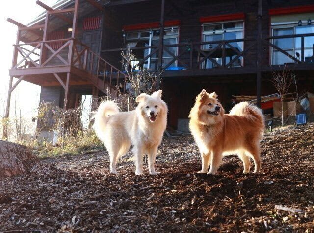 The Ideal Owner is an Illusion [Ken Anazawa's Dog Story]