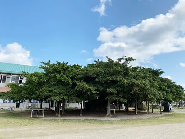 [Trip to Okinoerabu Island ~ Part XNUMX ~] I went on a day trip to Okinoerabu Island, where there is the best banyan tree in Japan!