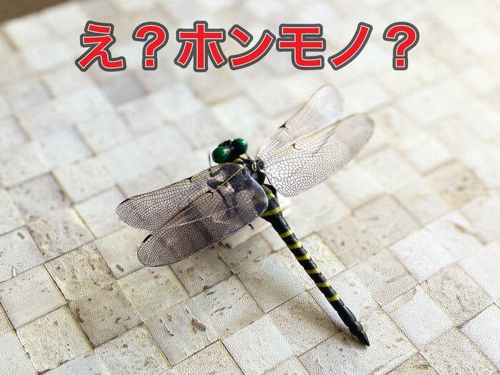 [Watts] Super realistic and surprised!You can buy insect repellent goods that were popular last year at Watts!
