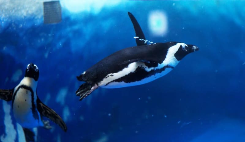 Is a penguin a bird that flies in water? !What is the reason why you can not fly in the sky? [Biological story]