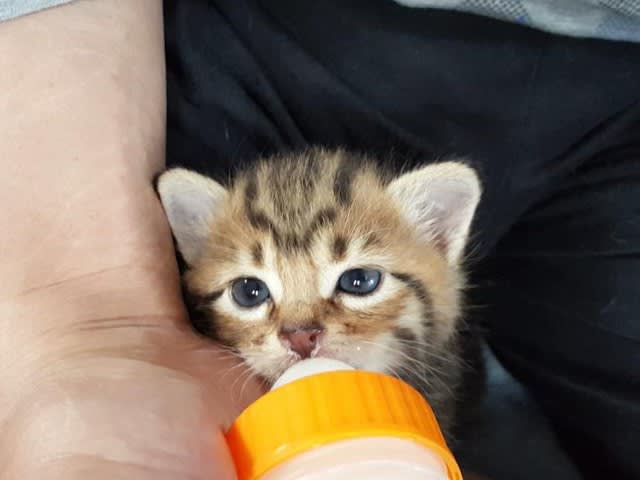 Kitten abandoned in a plastic bag about 10 days after birth → Grows well after taking care of it all day The indigenous cat takes care of it and comes to it