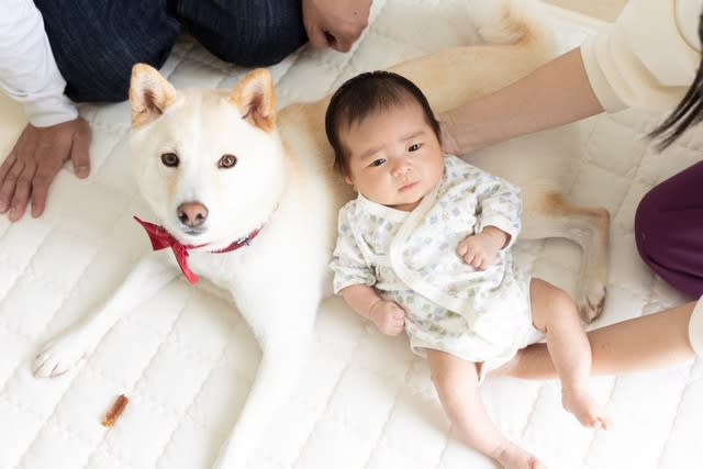 What about the Shiba Inu who witnessed the baby roll over for the first time? "Interesting reaction" "Healed by a peaceful world"
