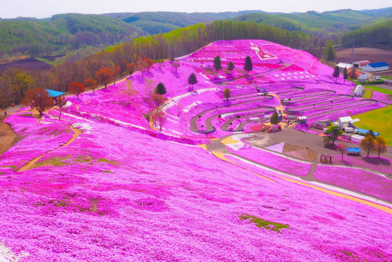 北海道/大空町『ひがしもこと芝桜まつり』ヘリコプター遊覧で上空から楽しむ！5月13日〜21日