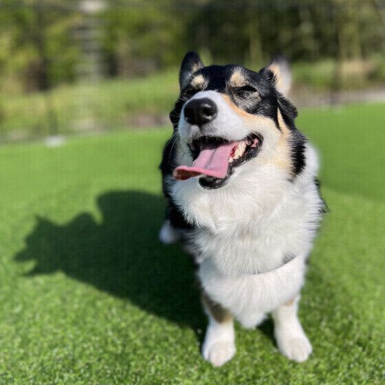 How to deal with aging dogsReasons why dogs live longer
