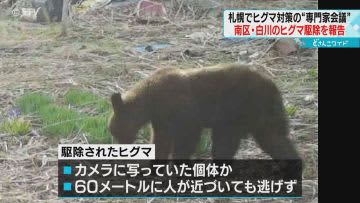 No signs of escaping Brown bear extermination in Minami-ku Is it the same individual as camera footage?Expert meeting in Sapporo