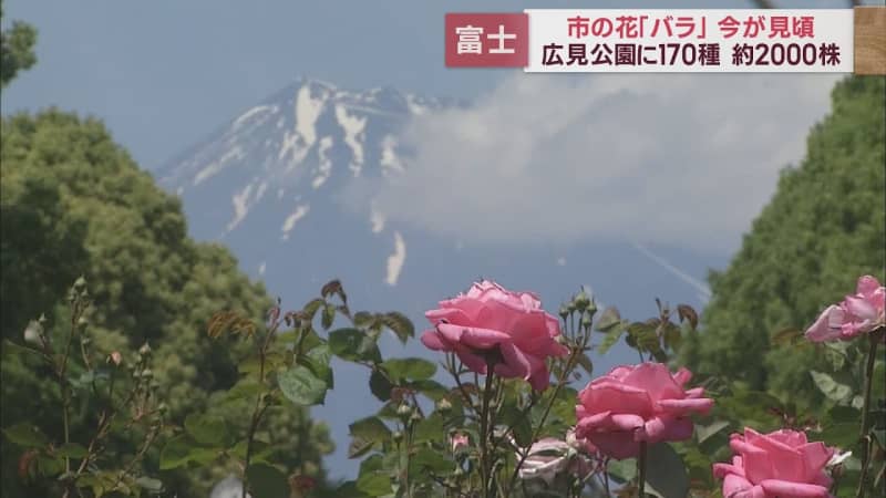 バラが見ごろ…富士山との競演も見応え　公園に170種2000株　来園者「写真を100枚くらい撮…