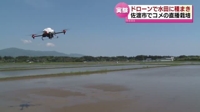 Sowing seeds in paddy fields with a drone Demonstration experiment of “direct seeding cultivation” in Sado City Aiming to save labor in farming 《Niigata》