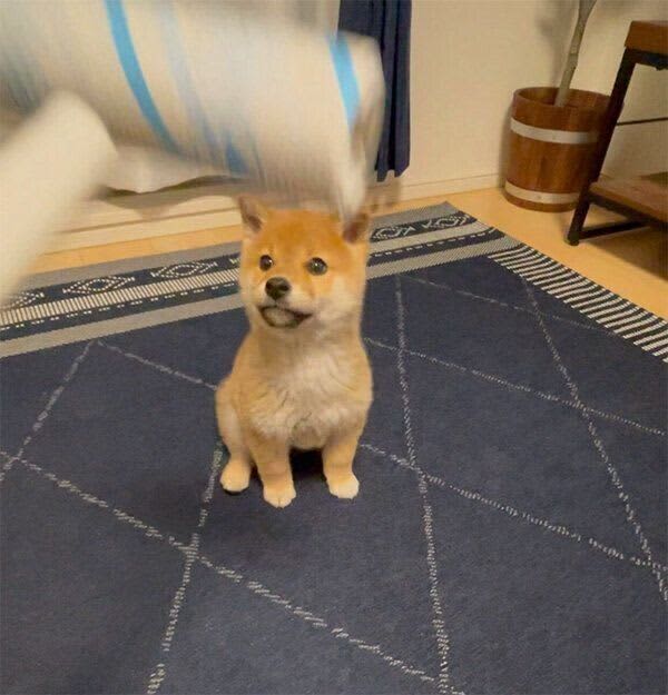 Puppy's curious reaction to cleaning goods "Korokoro" is too cute, so "Cleaning is canceled" development!
