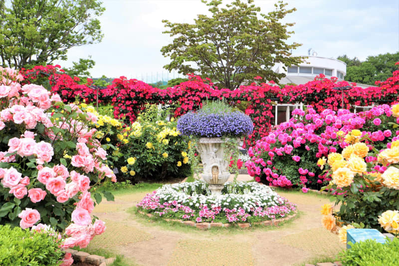 Tochigi "Spring Rose Festival" The best time to see until the end of May!Ashikaga Flower Park is also lit up at night.
