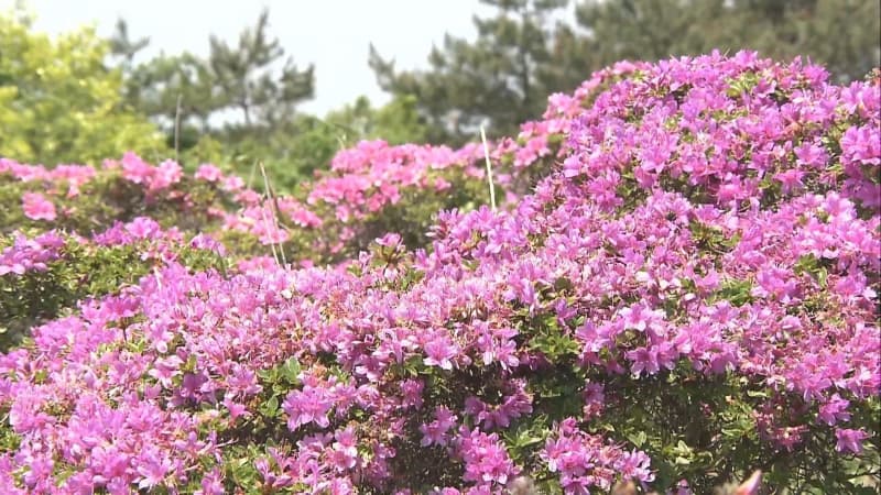 ミヤマキリシマ見ごろに　可憐なピンクの花々が登山客を魅了　大分・経塚山
