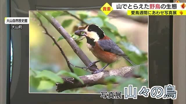 鳥取県内の山でとらえた野鳥の姿「愛鳥週間」に合わせ貴重な生態とらえた写真展（鳥取・大山町）