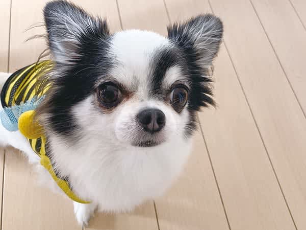 【ペットのきもち】vol.155アミー