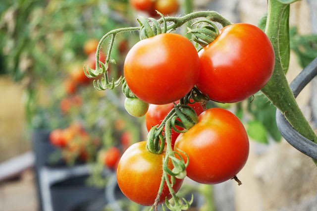 海外ドラマでよく耳にする英語「Tomato, tomato」の意味って？
