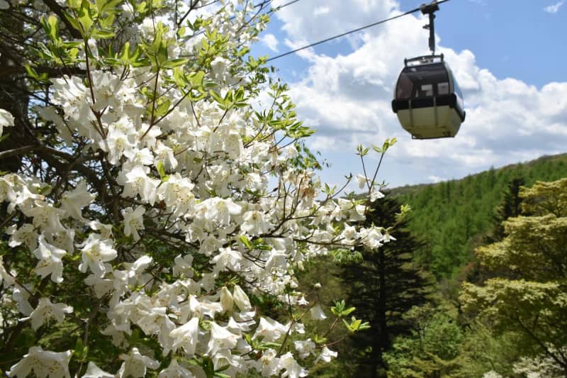 About 3 Rhododendron azaleas are in full bloom at the fresh green ski resort Nasu [Video]
