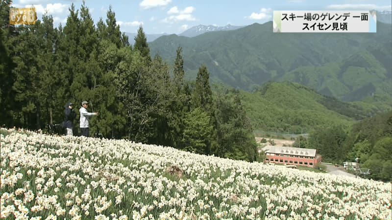 スキー場のゲレンデ一面に咲き誇る　群馬・みなかみ町でスイセン見頃