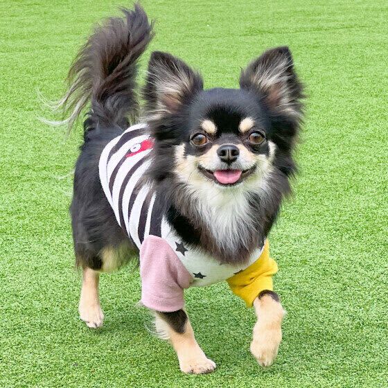 Heat stroke in dogs can occur even in the middle of summer