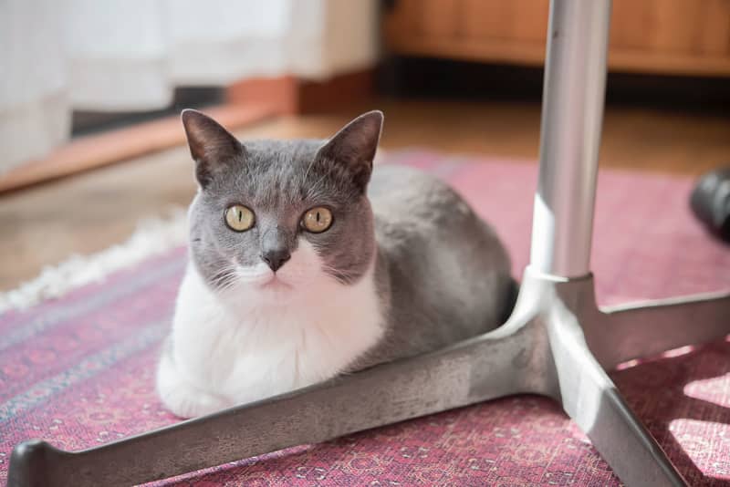 How to avoid odors and nail sharpening marks?Creating a room where you can live with cats in a rental apartment