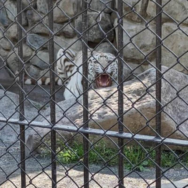 「傘が苦手です」注意あるのに日傘差し…ホワイトタイガー吠え出す　東武動物公園でマナー違反指摘