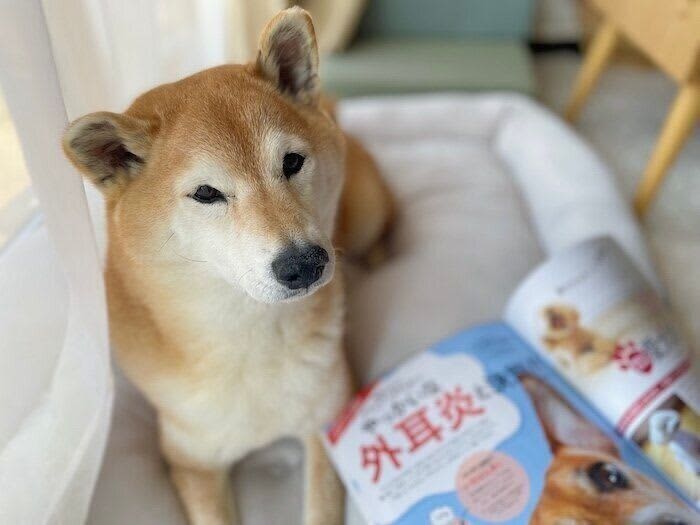 Shiba Inu Maro-tan, it was a long holiday that started with otitis externa and ended with otitis externa! ?