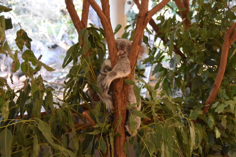 Holding more than 130 koalas in the world's oldest sanctuary is OK! [Interesting Guinness World Records for travel]