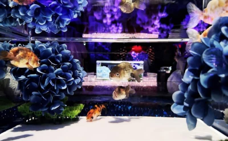 [ART AQUARIUM MUSEUM GINZA] A special exhibition that is fascinated by the competition between goldfish and hydrangeas!local report