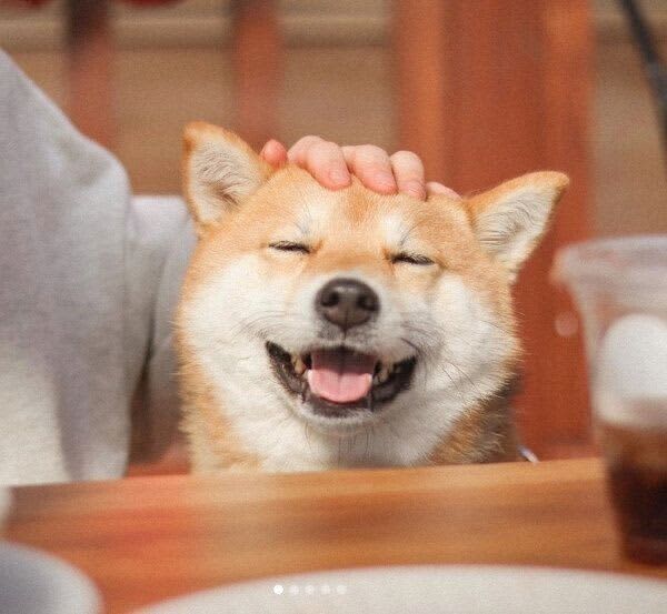 A Shiba Inu that shows a "happy smile" when its owner strokes it Immediately after that, it shows an "unexpected expression"