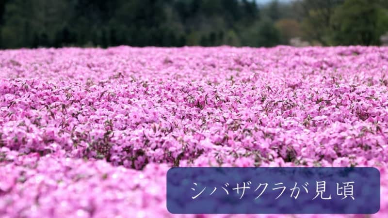 Shibazakura is in full bloom in Hokkaido, and the footsteps of the rainy season in Okinawa