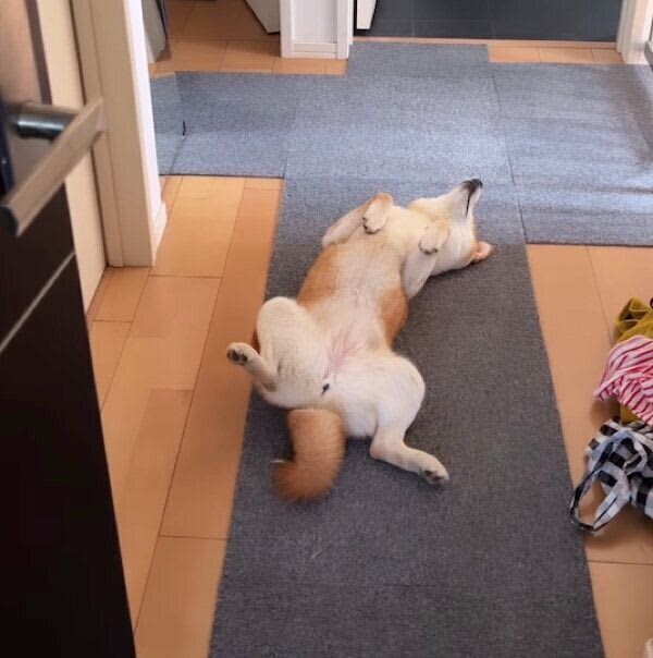 A Shiba Inu with a navel in the middle of the hallway, I thought it was sleeping... It seems to "monitor" its owner when he goes out...