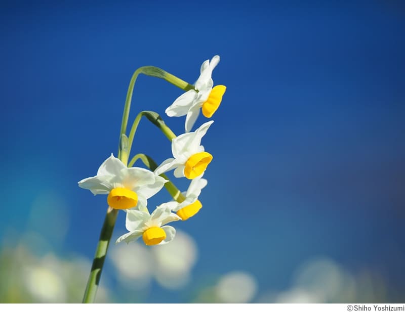 OM SYSTEMのカメラで春の花々を撮った 吉住志穂×清家道子写真展「Nature Flow…