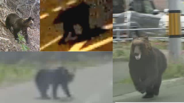 「どこに現れてもおかしくない」クマの目撃相次ぐ北海道　5月に入り活動活発化　雪解けの早さも影響か