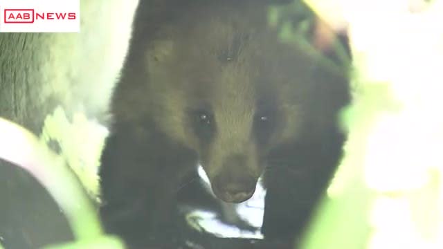 Animal captured by Akita Asahi Broadcasting camera I thought it was a raccoon dog... Actually, it lives close to us Akita