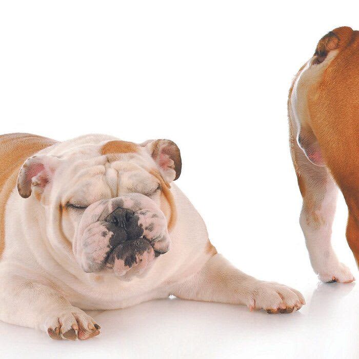 If your dog's fart suddenly changes, is it a sign of poor health?