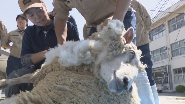 羊もすっきり涼しい姿に　高校生が「毛刈り」を体験　岡山市