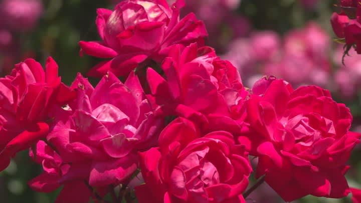 バラの温泉として知られる「みさかの湯」　ローズガーデンのバラが見頃を迎える