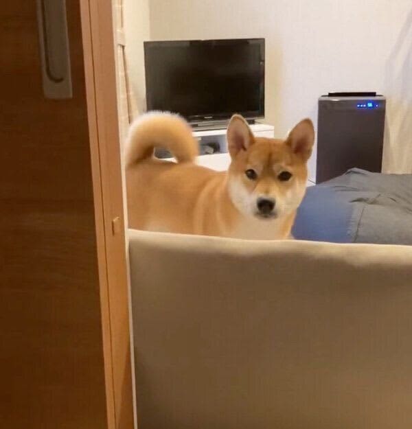 A Shiba Inu who is curious about his owner and comes to see how he is doing.