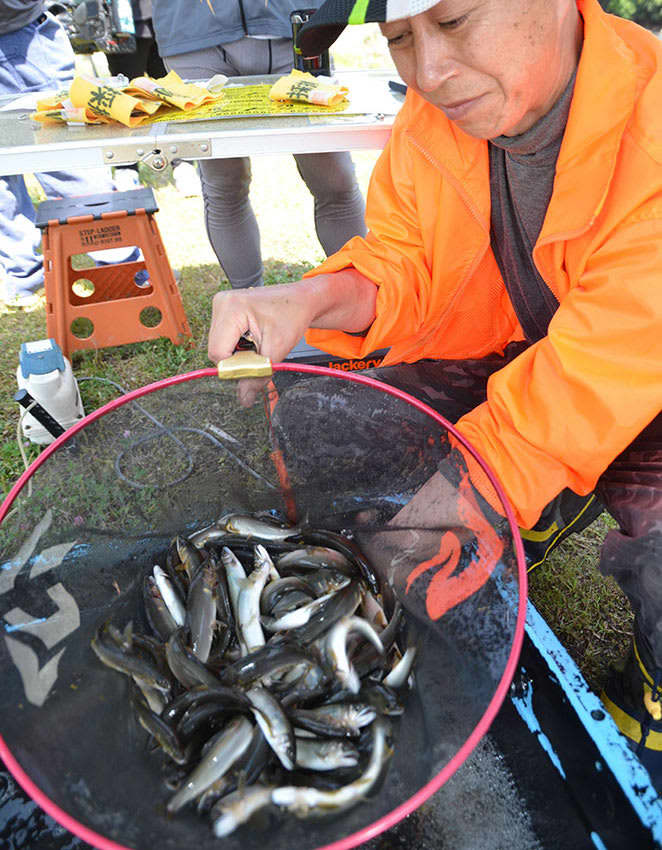 Trial fishing before the ban on ayu is lifted in Odawara and Hayakawa