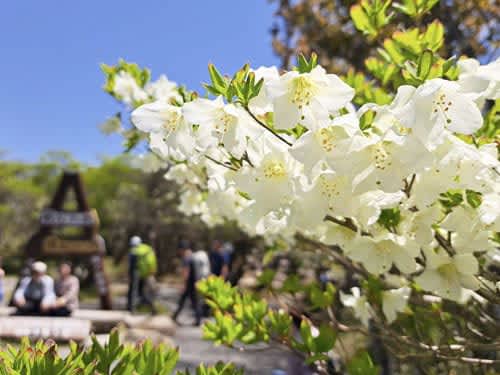 純白の花、登山客ら癒やす　御在所岳でシロヤシオ見頃　三重・菰野町