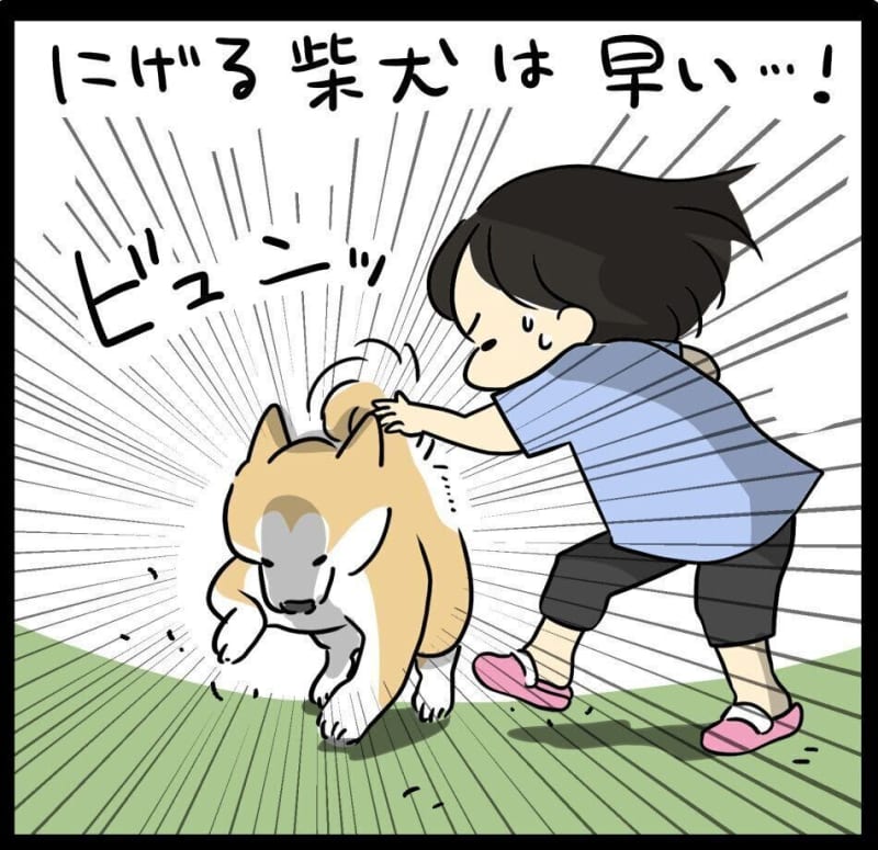 Shiba Inu Taro runs away!! |Serialization “Mofumofu Shiba and Puni…