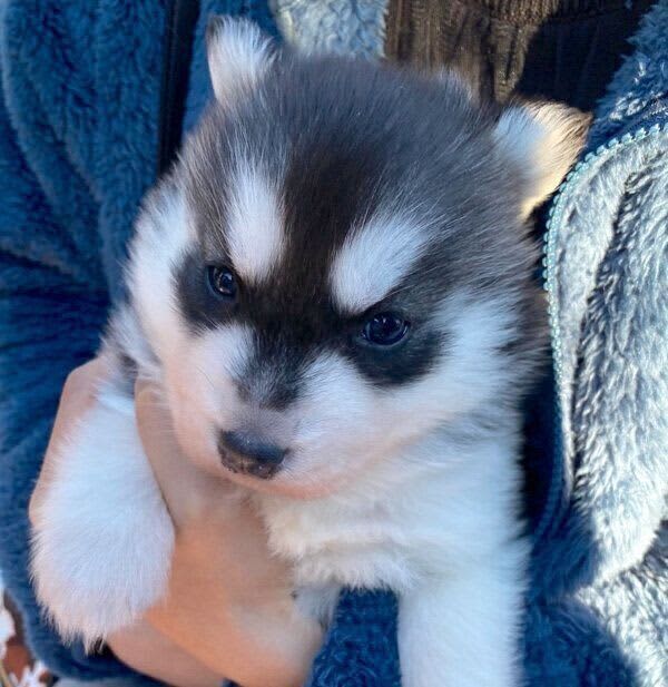 A one-month-old husky puppy with cute "marlow eyebrows" Grown up after 1 months of "rapid growth"...