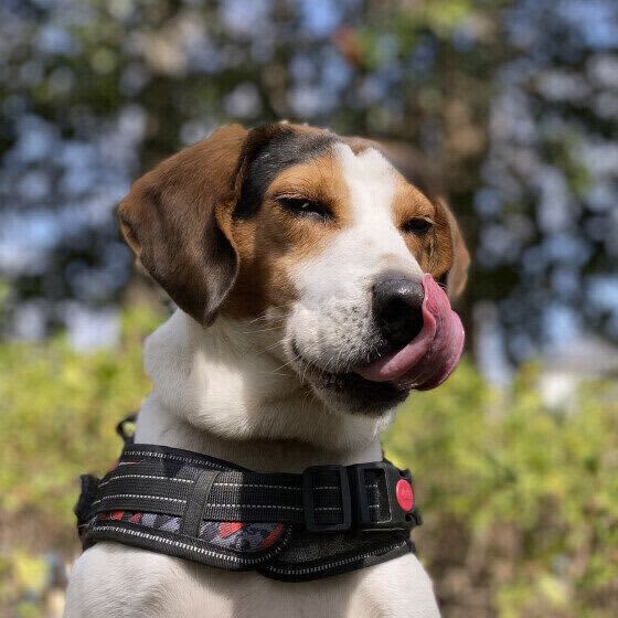 How do dogs feel the taste of gohan?The Secrets of Dog Taste and Appetite